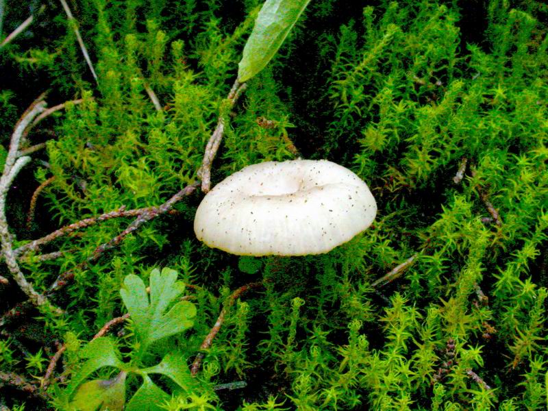 Omphalina pyxidata ?